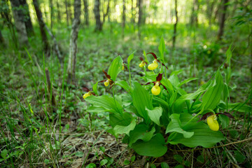 Rare wildflower- lady's-slipper orchid (Cypripedium calceolus) blooming in its habitat in Estonian nature during springtime