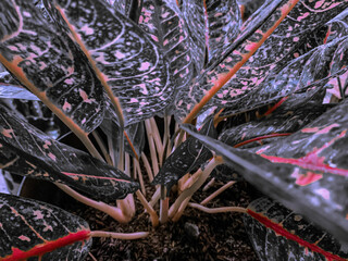 Close up of colorful leaves