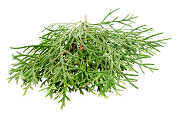 Thuja branch isolated on white background. Cedar branch isolated on white background, top view. Isolated cedar branch with leaves. Cypress plant on white. Evergreen thuja isolated on white background.