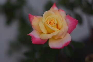 Beautiful pink yellow rose in the garden.