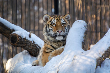 tiger in the zoo, siberian tiger in the snow