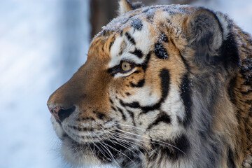 tiger in the zoo, siberian tiger in the snow