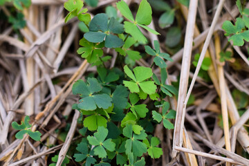 Marsilea is a genus of approximately 65 species of aquatic ferns of the family Marsileaceae