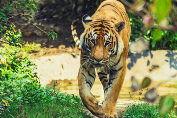 magestic Bengal tiger