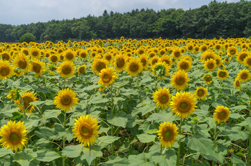 Obraz premium ひまわり畑