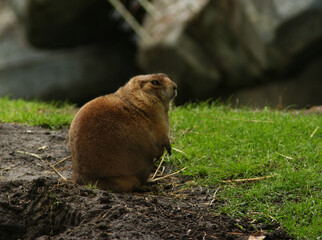 Woodchuck Prairie Dog Wild Animal Digital Photography