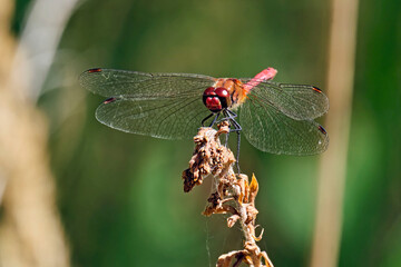 Blutrote Heidelibelle ( Sympetrum sanguineum ).
