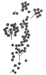 Fresh ripe black elderberries isolated on a white background, top view. European black elderberry. Sambucus.