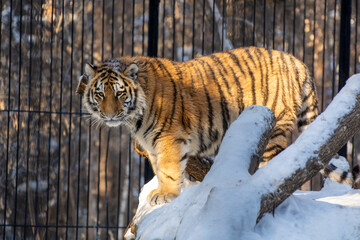 tiger in the zoo, siberian tiger in the snow