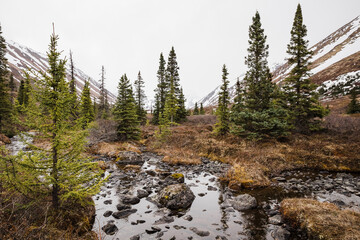 Fototapeta premium Mountain stream with pine trees in Chugach State Park, Alaska
