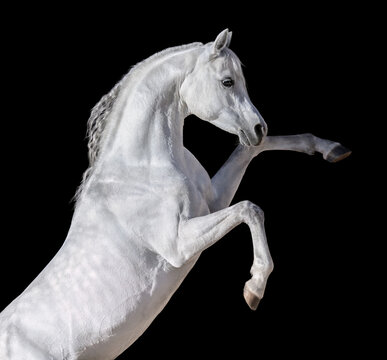 White Arabian horse rearing up.