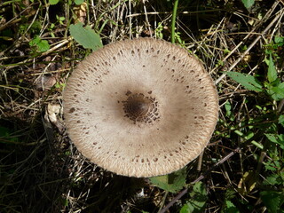 Brauner Pilz auf Wiese