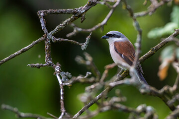 Neuntöter (Lanius collurio) Männchen