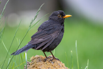 Amsel (Turdus merula) Männchen