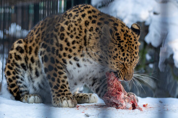 leopard in the zoo