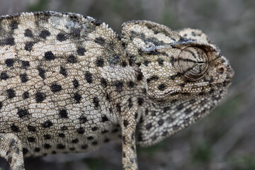 common chameleon close up in nature. chameleon camouflaged in nature. details in nature