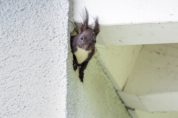 Eichhörnchen (Sciurus vulgaris) © Rolf Müller
