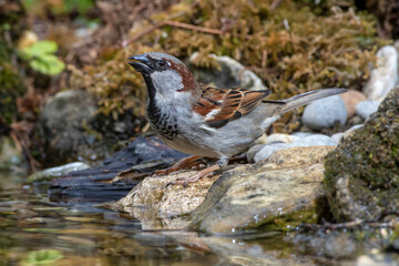 Haussperling (Passer domesticus) Männchen