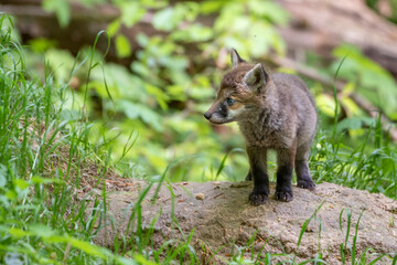 Rotfuchs (Vulpes vulpes) Junger