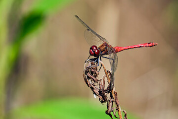 Blutrote Heidelibelle ( Sympetrum sanguineum ).