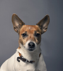 Portrait of a Jack Russell Terrier, Studio photography, pets photo shooting