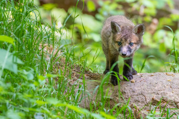 Rotfuchs (Vulpes vulpes) Junger
