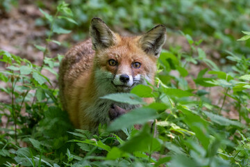 Rotfuchs (Vulpes vulpes) mit Jungen