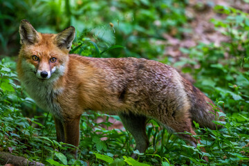 Rotfuchs (Vulpes vulpes)
