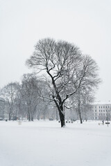 Fototapeta na wymiar Snowfall in capitol of Norway