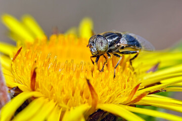 Glänzende Faulschlammschwebfliege ( Eristalinus aeneus ).