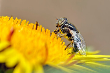 Glänzende Faulschlammschwebfliege ( Eristalinus aeneus ).