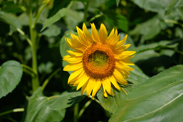 山梨県北杜市明野のひまわり