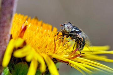 Glänzende Faulschlammschwebfliege ( Eristalinus aeneus ).