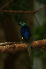 Tropical Bird with Blue Black Green Feathers Long Tail Digital Photography