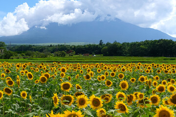 Fototapeta premium 山中湖村の富士山とひまわり