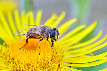 Mistbiene , Schlammbiene oder Scheinbienen-Keilfleckschwebfliege ( Eristalis tenax ).