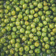 Green square background of juicy, tasty gooseberries. Home harvest.