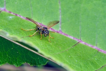 Naklejka premium Gallische Feldwespe ( Polistes dominula , Syn.: P. gallica ), Französische Feldwespe , Haus-Feldwespe .