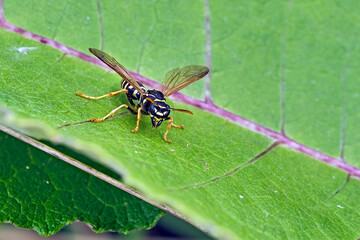 Gallische Feldwespe ( Polistes dominula , Syn.: P. gallica ),  Französische Feldwespe , Haus-Feldwespe .