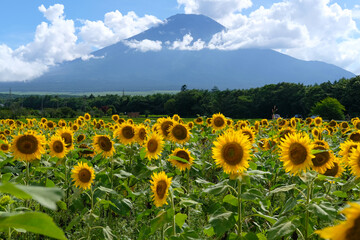 Naklejka premium 山中湖村の富士山とひまわり