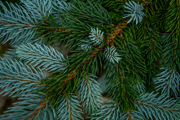 Naklejka na ściany i meble Blue fir tree branch. Winter mood, dark background.