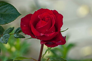 Photo of a rose bush with blooming red color for greeting in a nature park, Sofia, Bulgaria   
