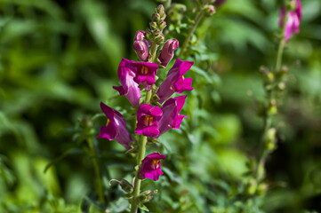 Antirrhinum majus snapdragon flowers in the garden, Zavet, Bulgaria  