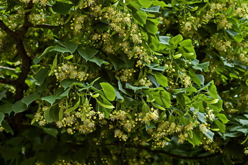Yellow flowers and  green leaves of Tilia, linden or lime tree in summer, Sofia, Bulgaria 