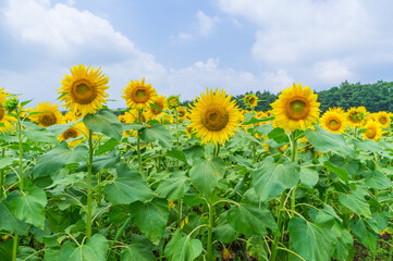 ヒマワリ畑
