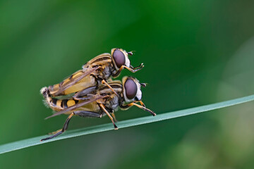 Kopulierende Gemeine Sumpfschwebfliegen ( Helophilus pendulus ).