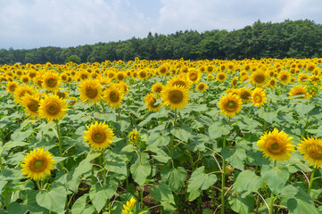 Fototapeta premium ヒマワリ畑