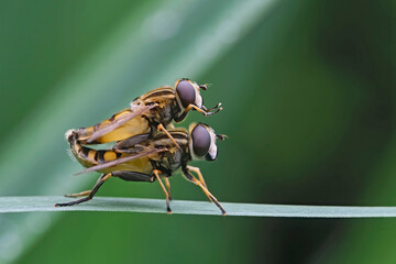 Kopulierende Gemeine Sumpfschwebfliegen ( Helophilus pendulus ).