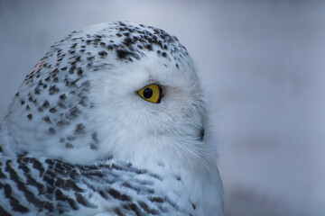 portrait of a white owl in the zoo