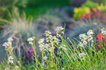 Beautiful white flower on the nature background